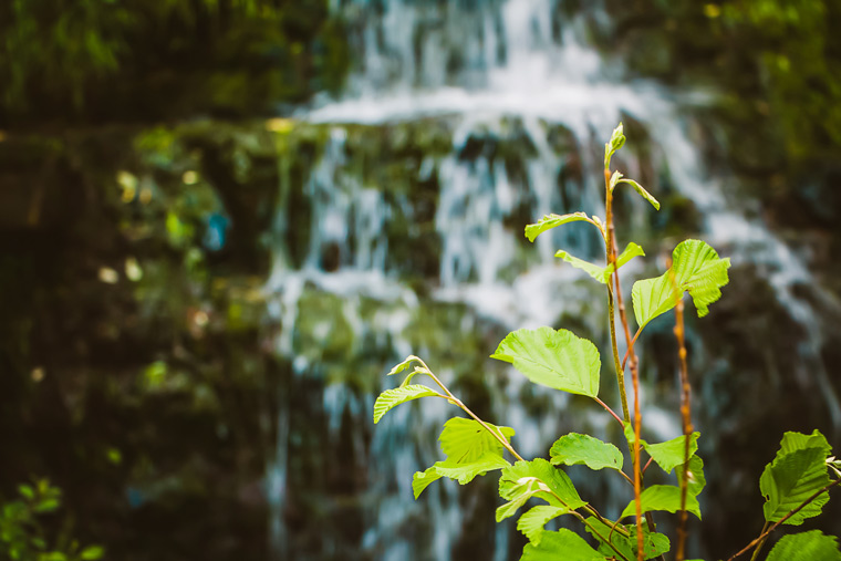 Foto de uma cachoeira desfocada ao fundo, e em foco, uma planta.